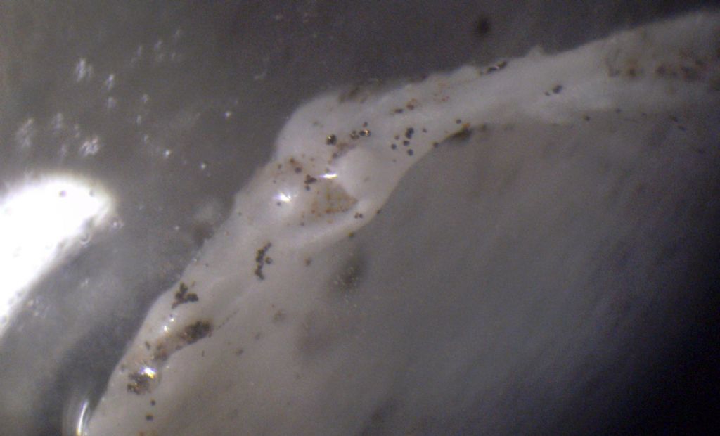 Microconchiglie plioceniche